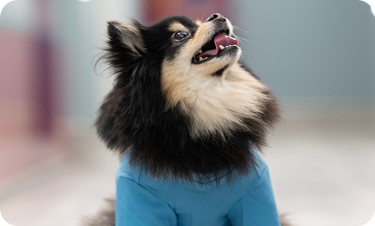 Veterinary teams